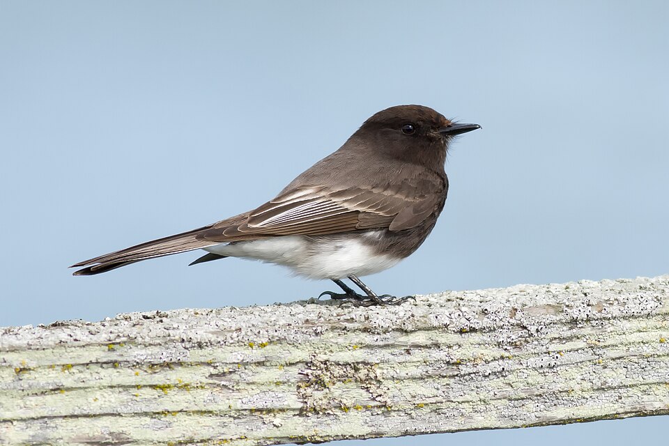 A black phoebe with a white belly perched on weathered wood.