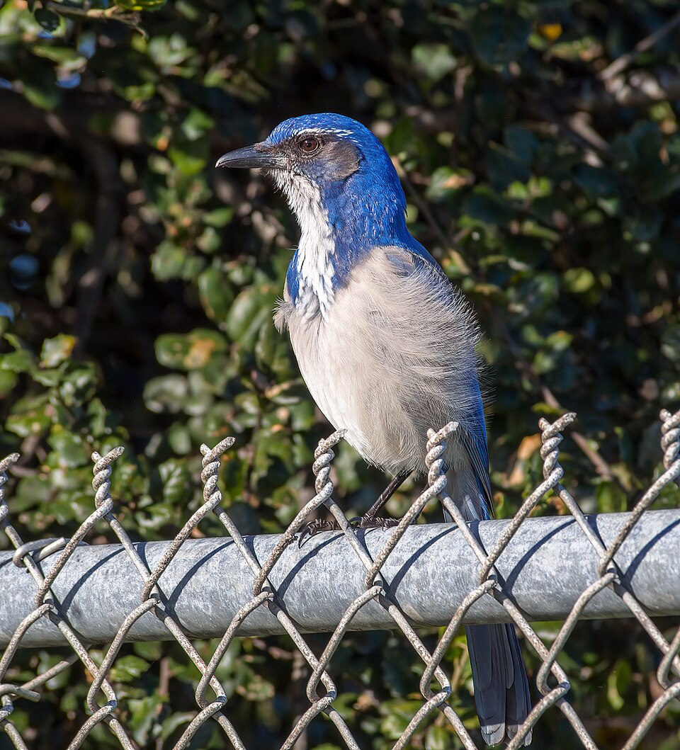 A California scrub-jay with blue plumage and a white throat perched on a fence.