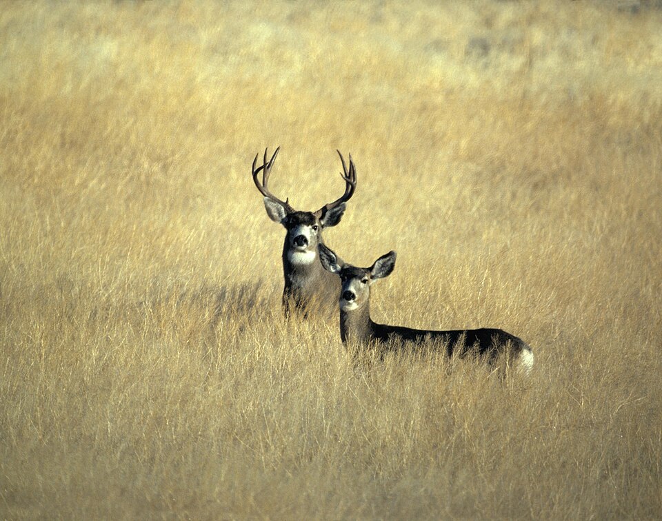 A mule deer buck and doe standing in golden California grass.